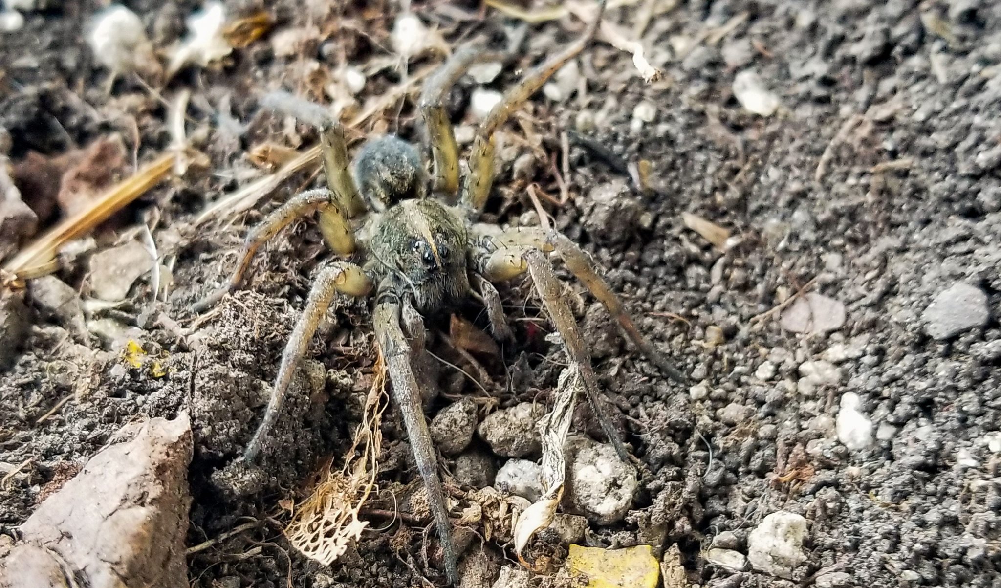 wolf spider in iowa.